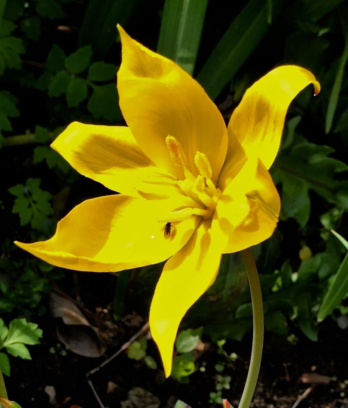 wild tulip flower