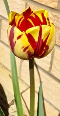 tulip variegated