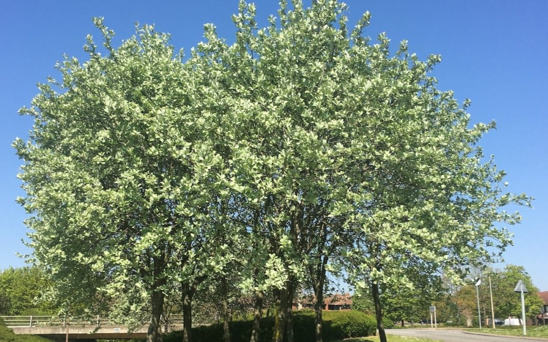 Trees mid April