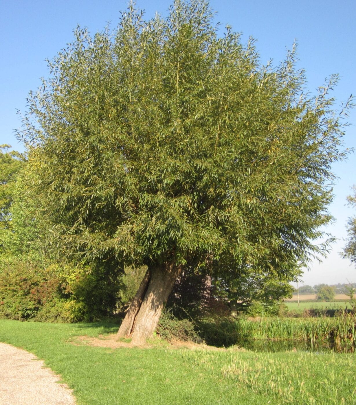 Crack Willow tree