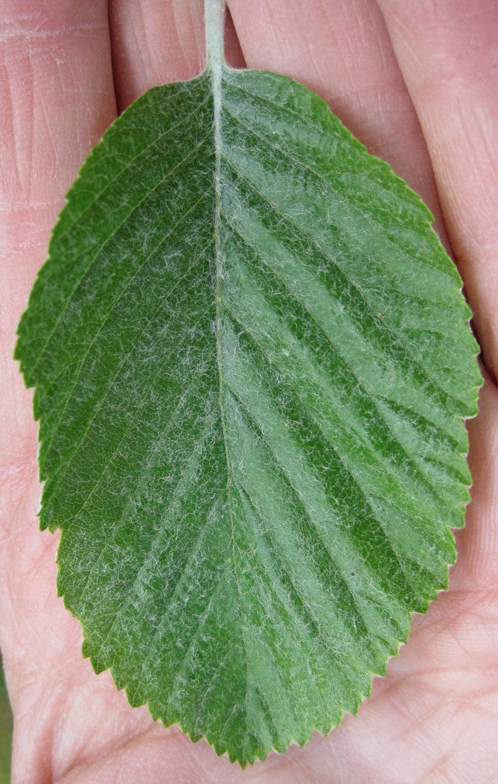Leaf Ovaltoothed Tree Guide UK Tree ID by oval, toothedged leaf