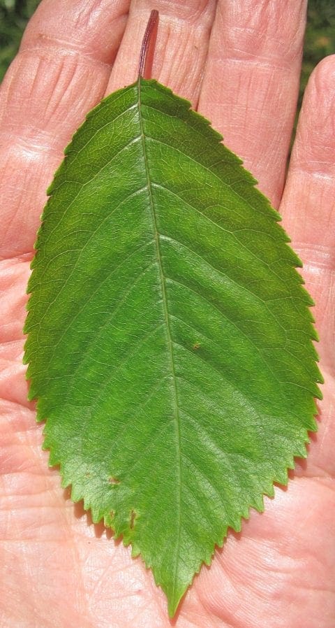 Leaf Oval-toothed - Tree Guide UK - Tree ID by oval, tooth-edged leaf