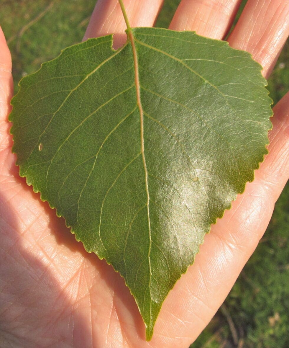 Poplars Tree Guide UK Poplar trees identification
