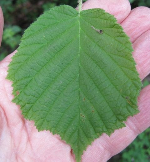 Leaf Heart-shaped - Tree Guide UK heart shaped leaves