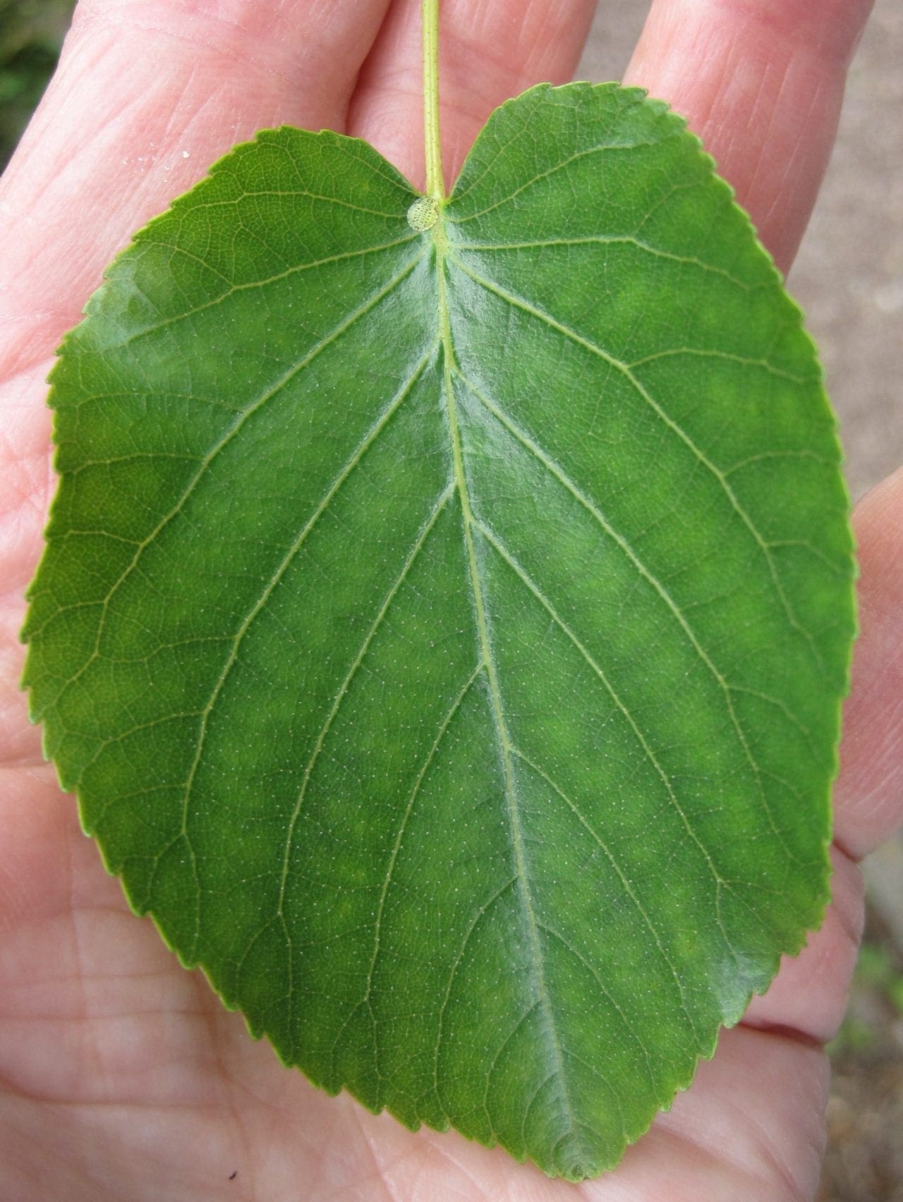 Leaf Heartshaped Tree Guide UK Tree ID by heartshaped leaves