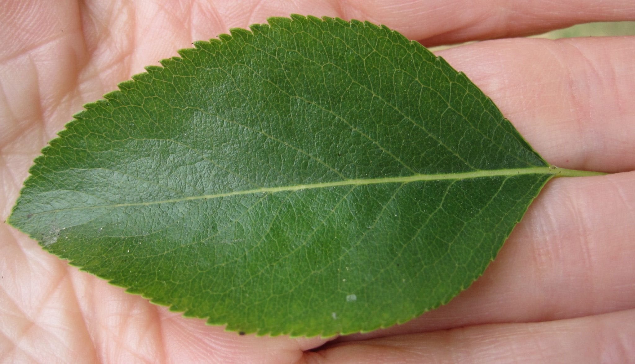 Pear Tree leaf