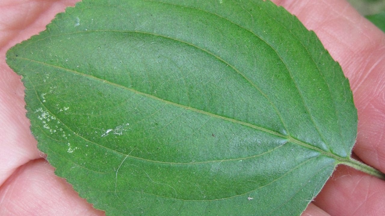 Leaf Ovaltoothed Tree Guide UK Tree ID by oval, toothedged leaf