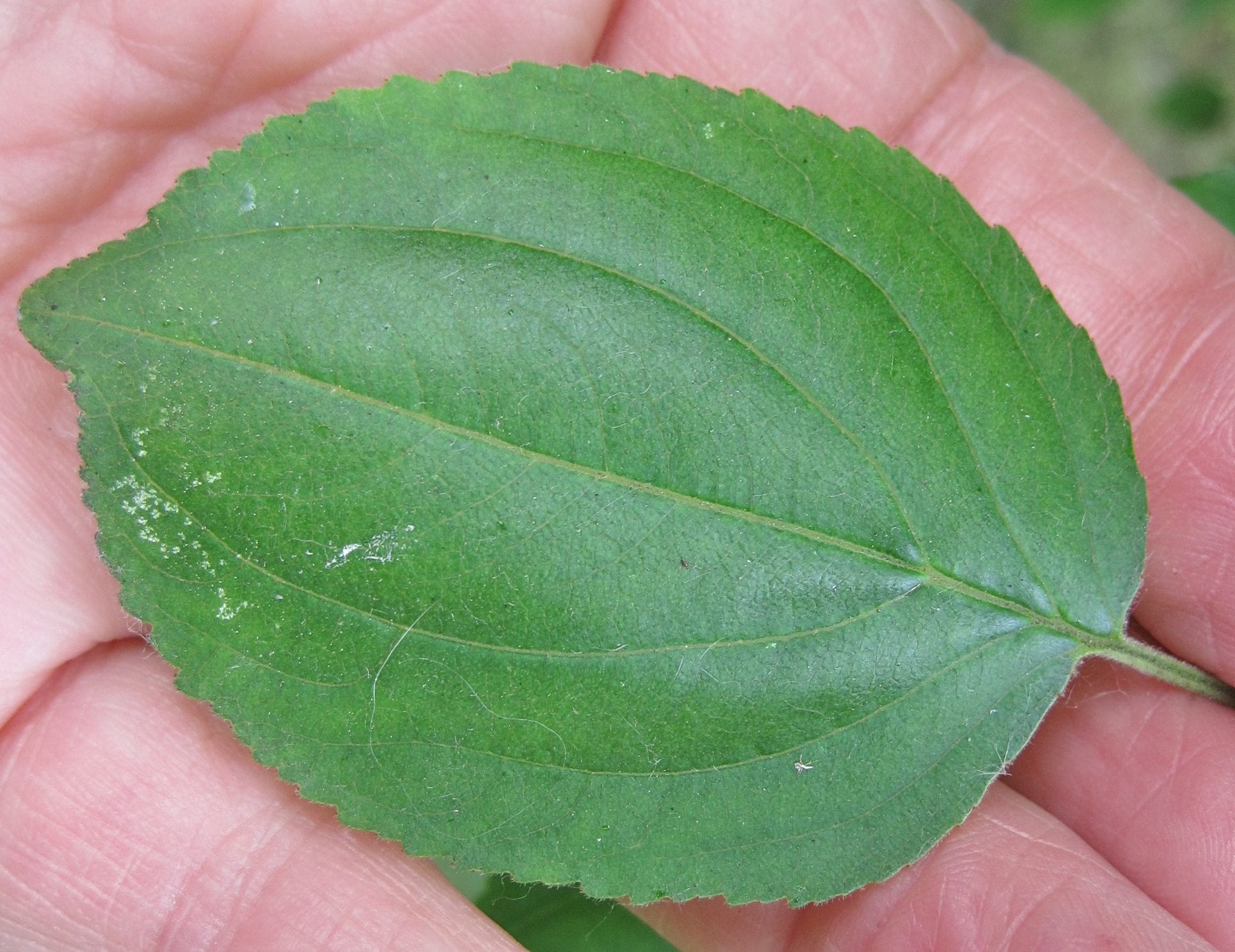 Purging Buckthorn leaf