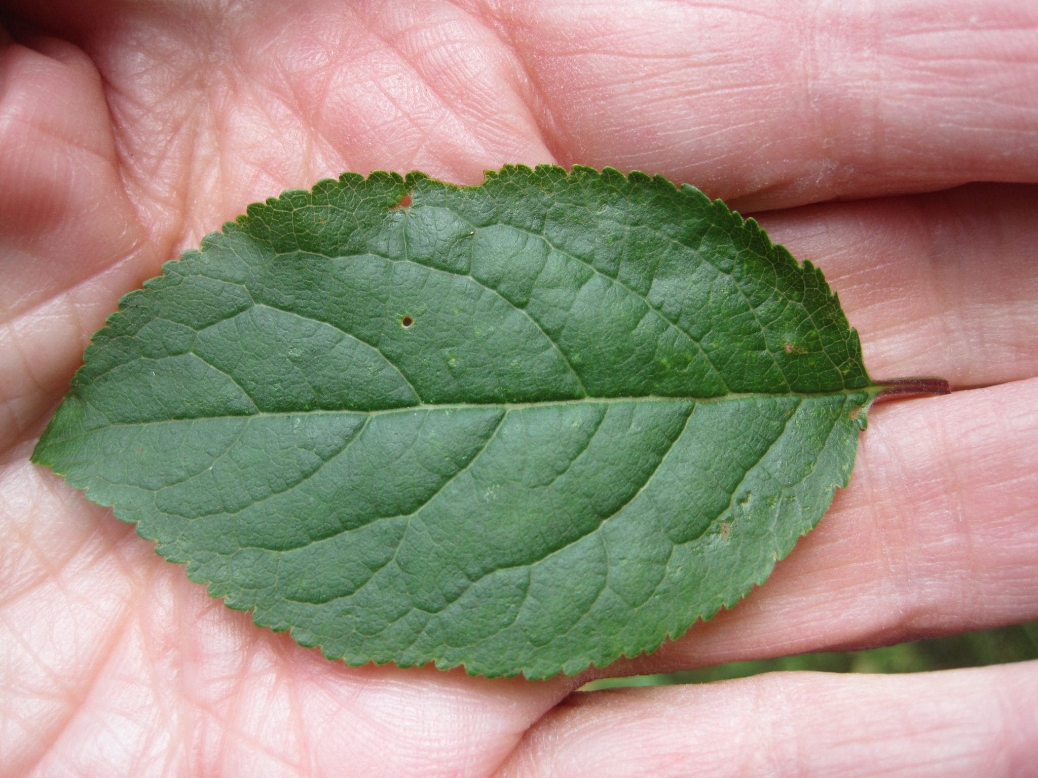Leaf Ovaltoothed Tree Guide UK Tree ID by oval, toothedged leaf