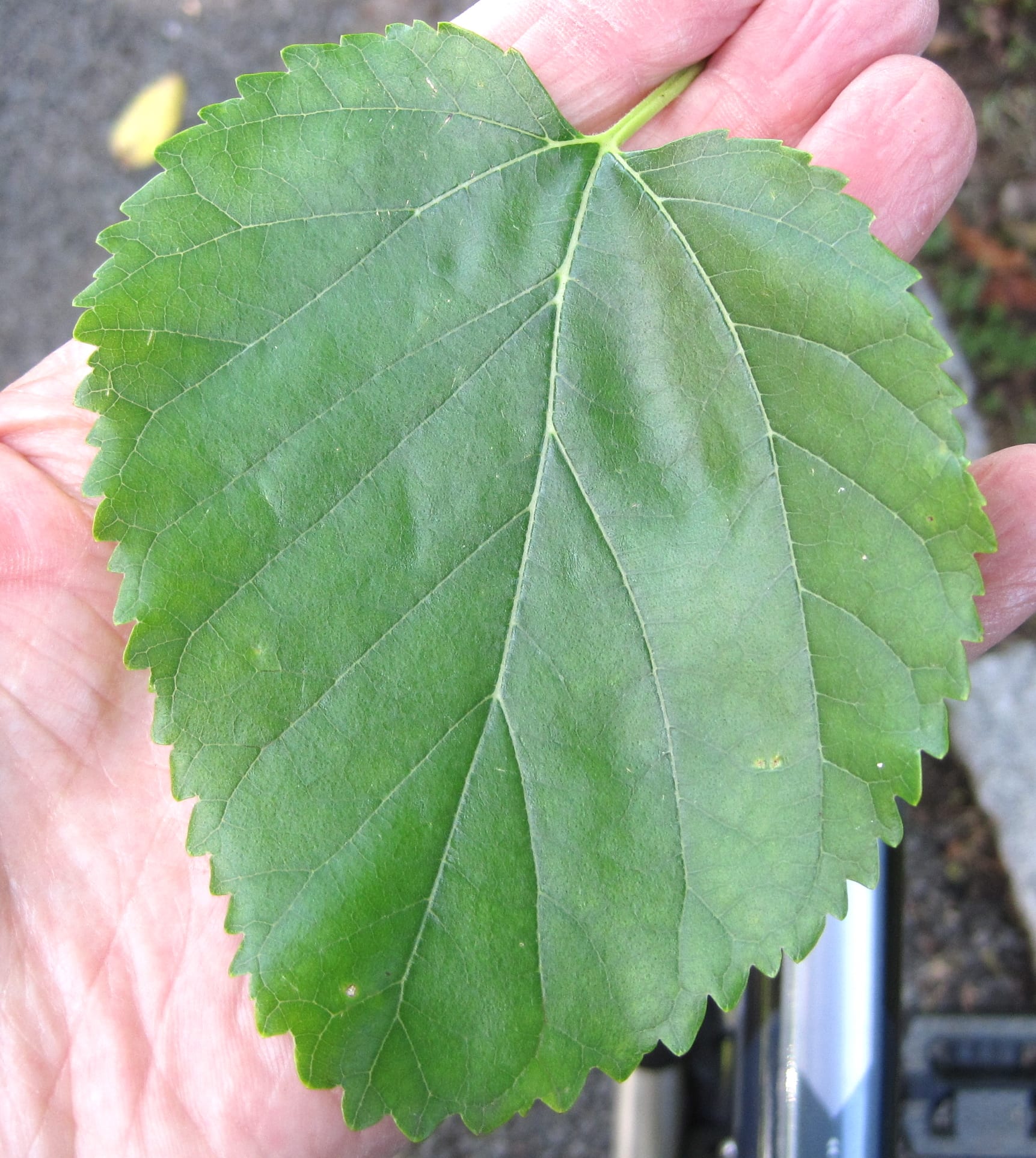Black Mulberry leaf