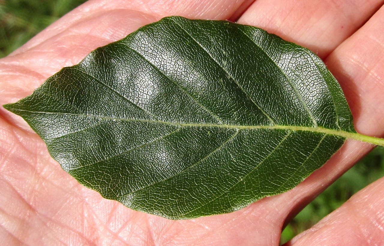 Beech Tree leaf