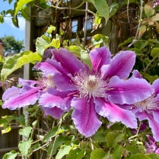 Clematis Dr Ruppell