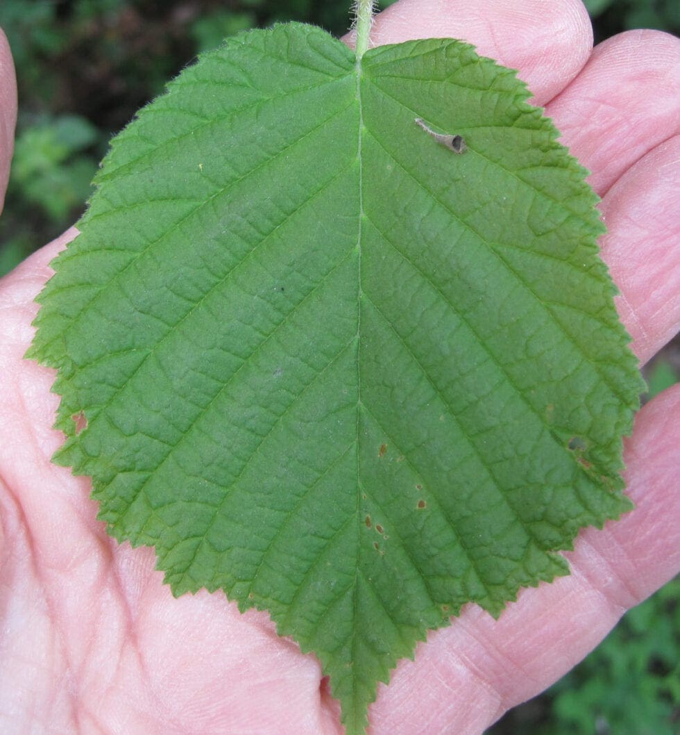 Hazel Tree Guide UK Common Hazel tree identification