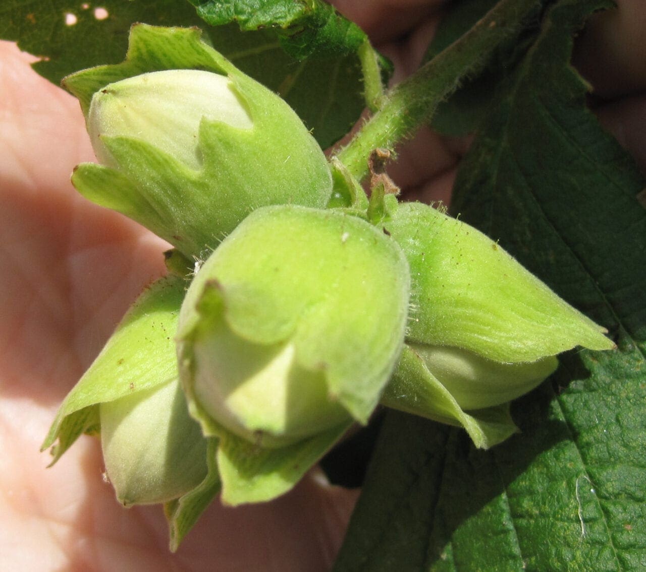 Hazel Tree Guide UK Common Hazel tree identification