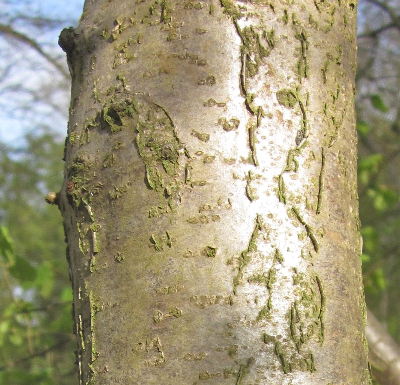 hazel tree bark