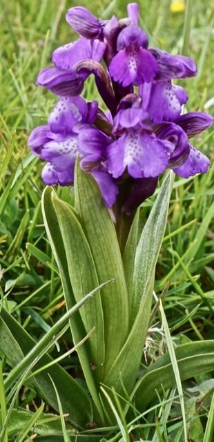 green-winged orchid