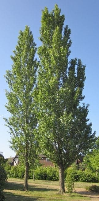 Types Of Poplar Trees
