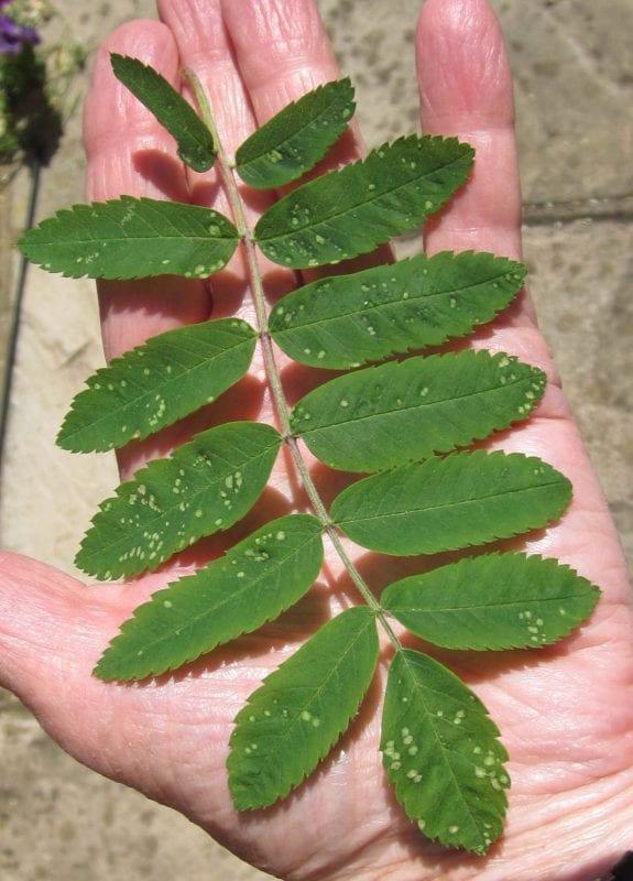 Rowan tree pinnate leaf