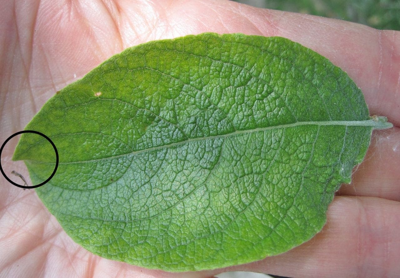 Leaf oval smooth Tree Guide UK Tree ID by oval smoothedged leaf