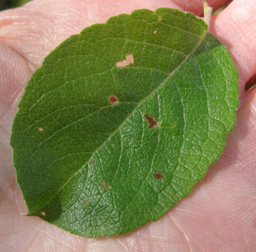 Willows Tree Guide UK Willow trees identification