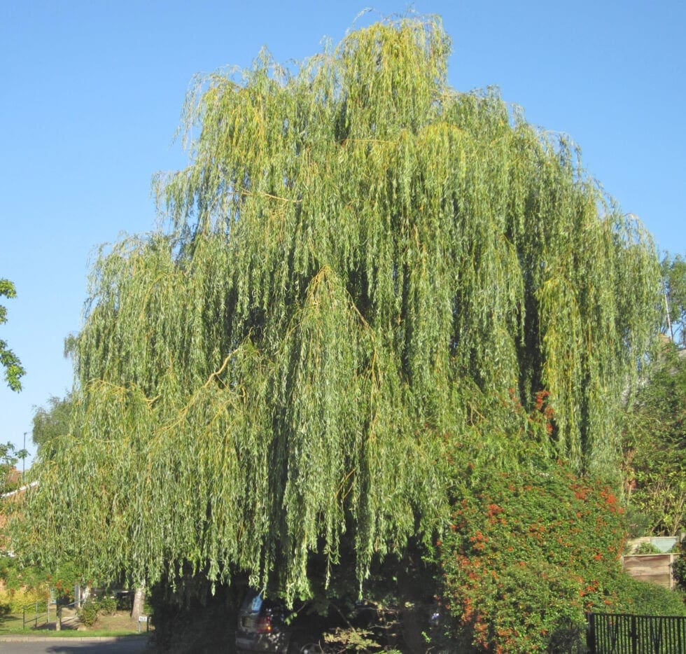 Willows Tree Guide UK Willow trees identification