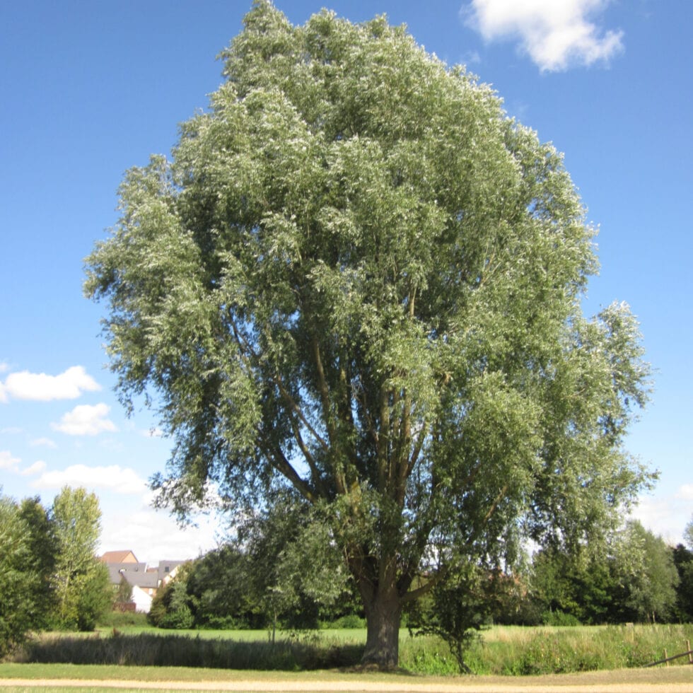 Willows Tree Guide UK Willow trees identification