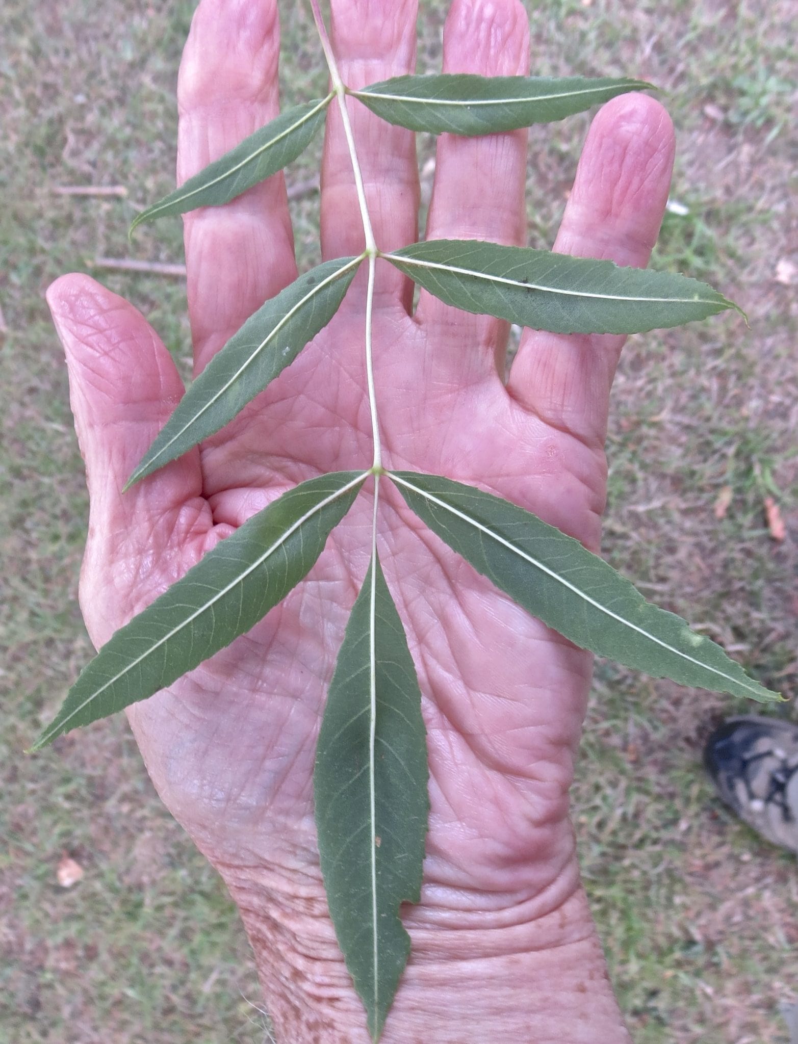 Claret Ash leaf