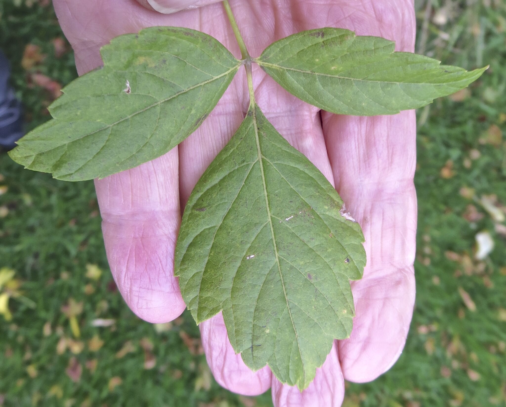Box Elder leaf
