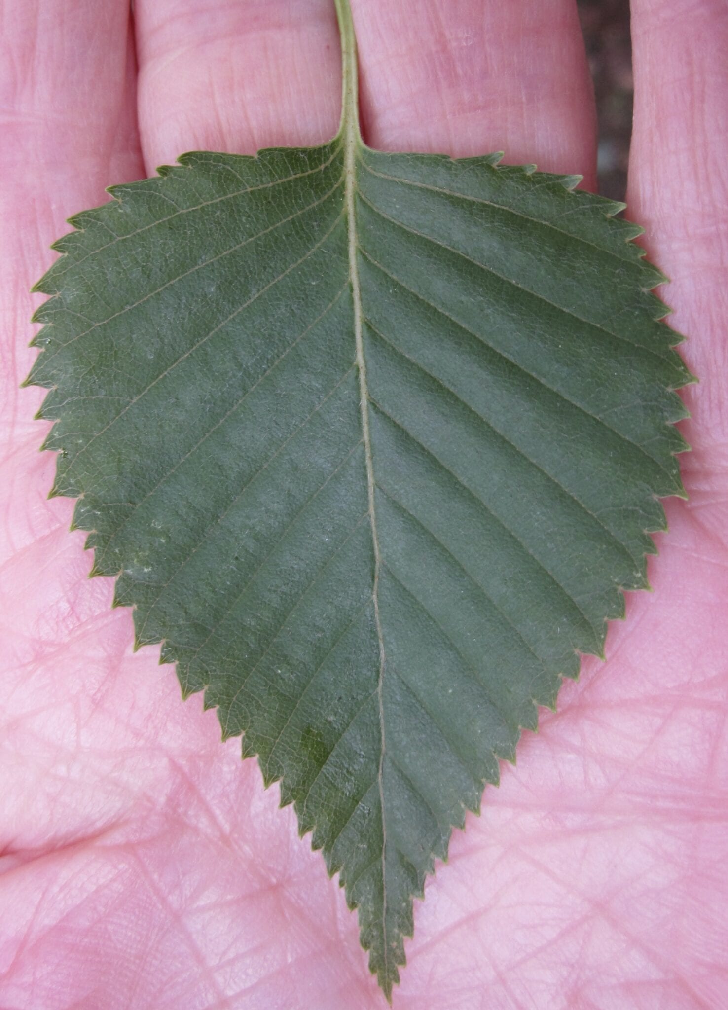 Erman's Birch leaf