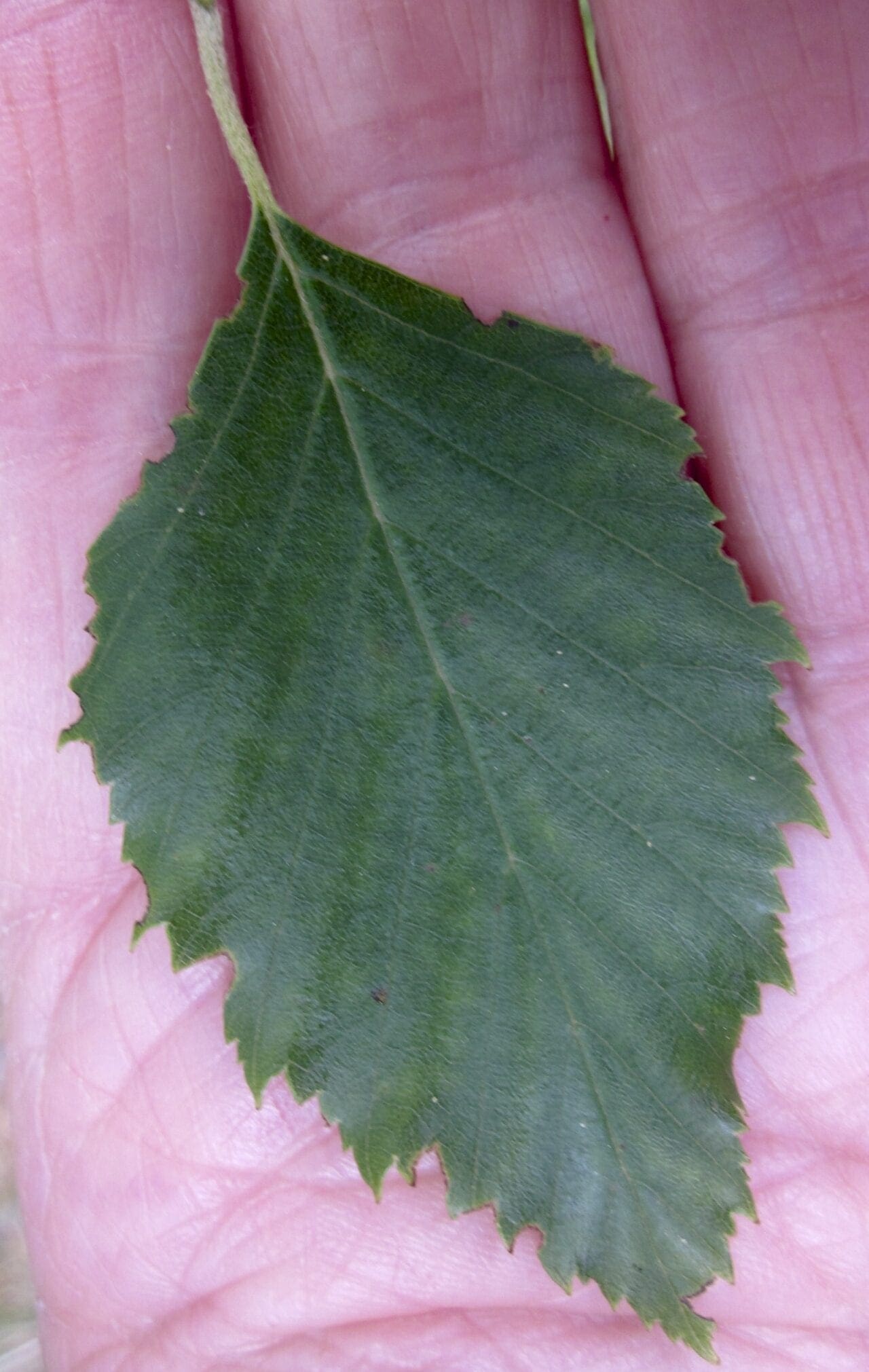 Birch Tree Bark Tree Guide UK Birch tree ID by bark