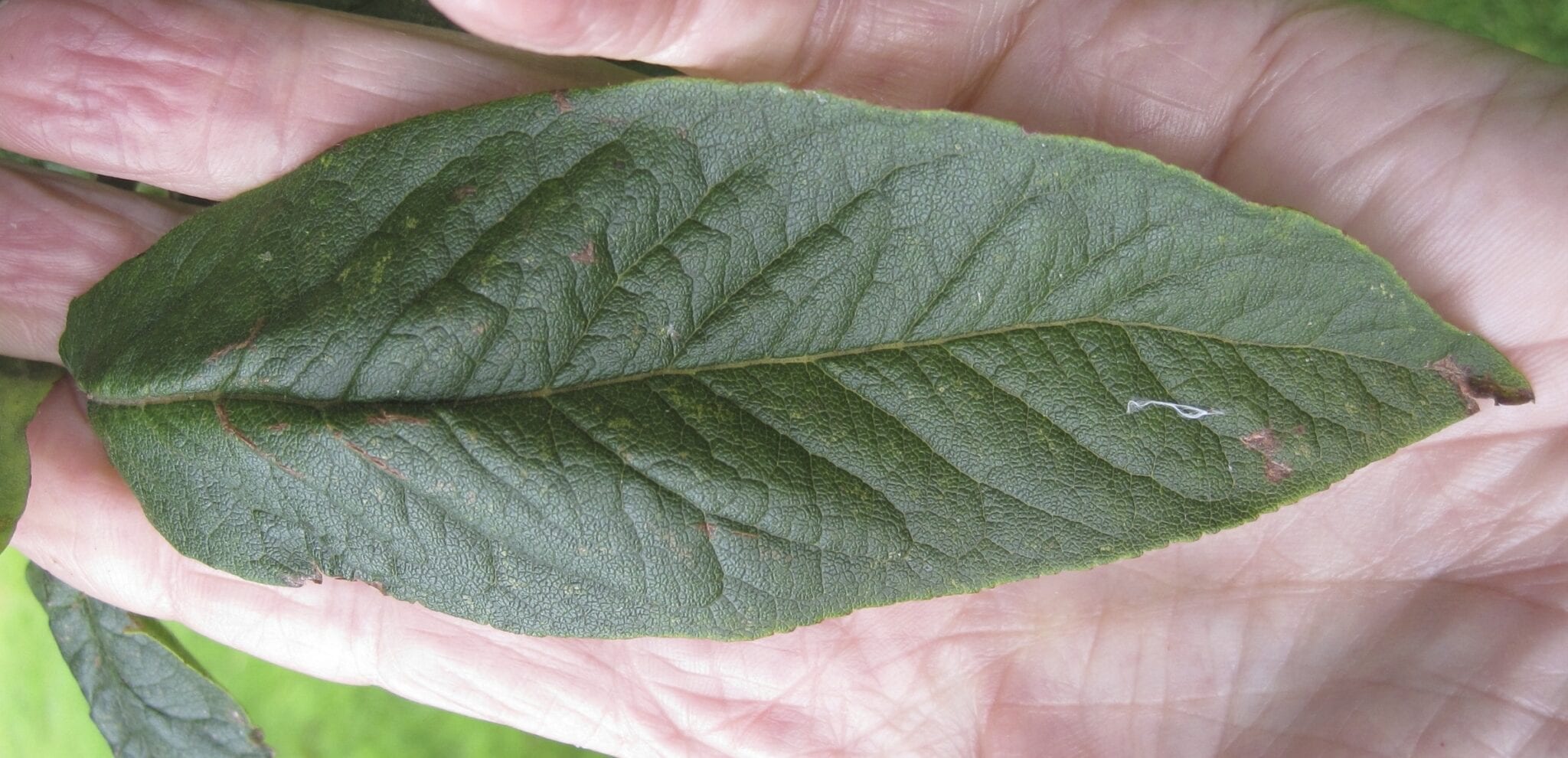 Medlar leaf