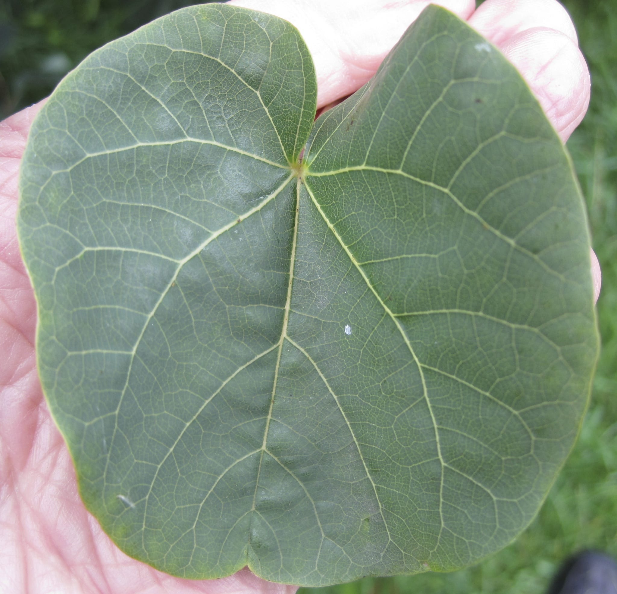 Judas Tree leaf