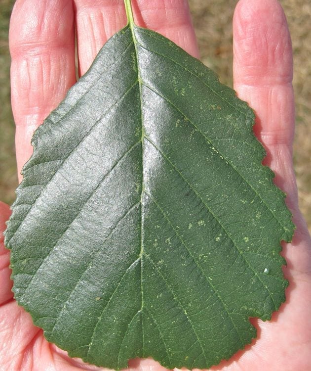 Common Alder leaf