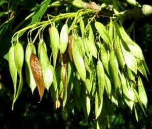 ash - Tree Guide UK