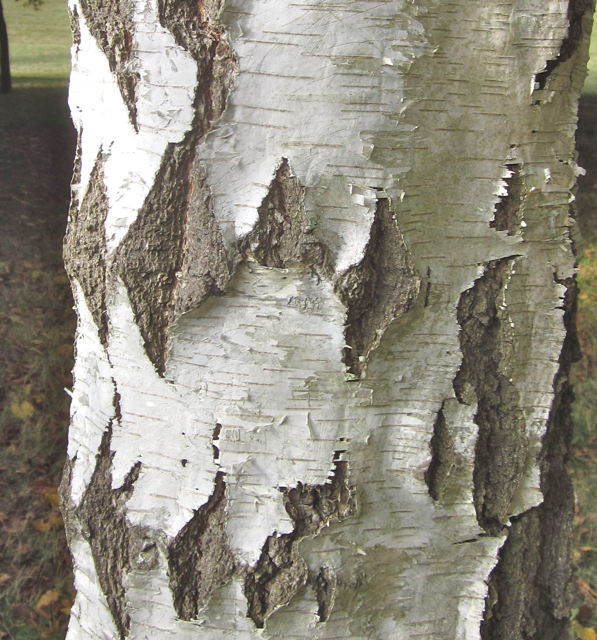 Silver Birch bark