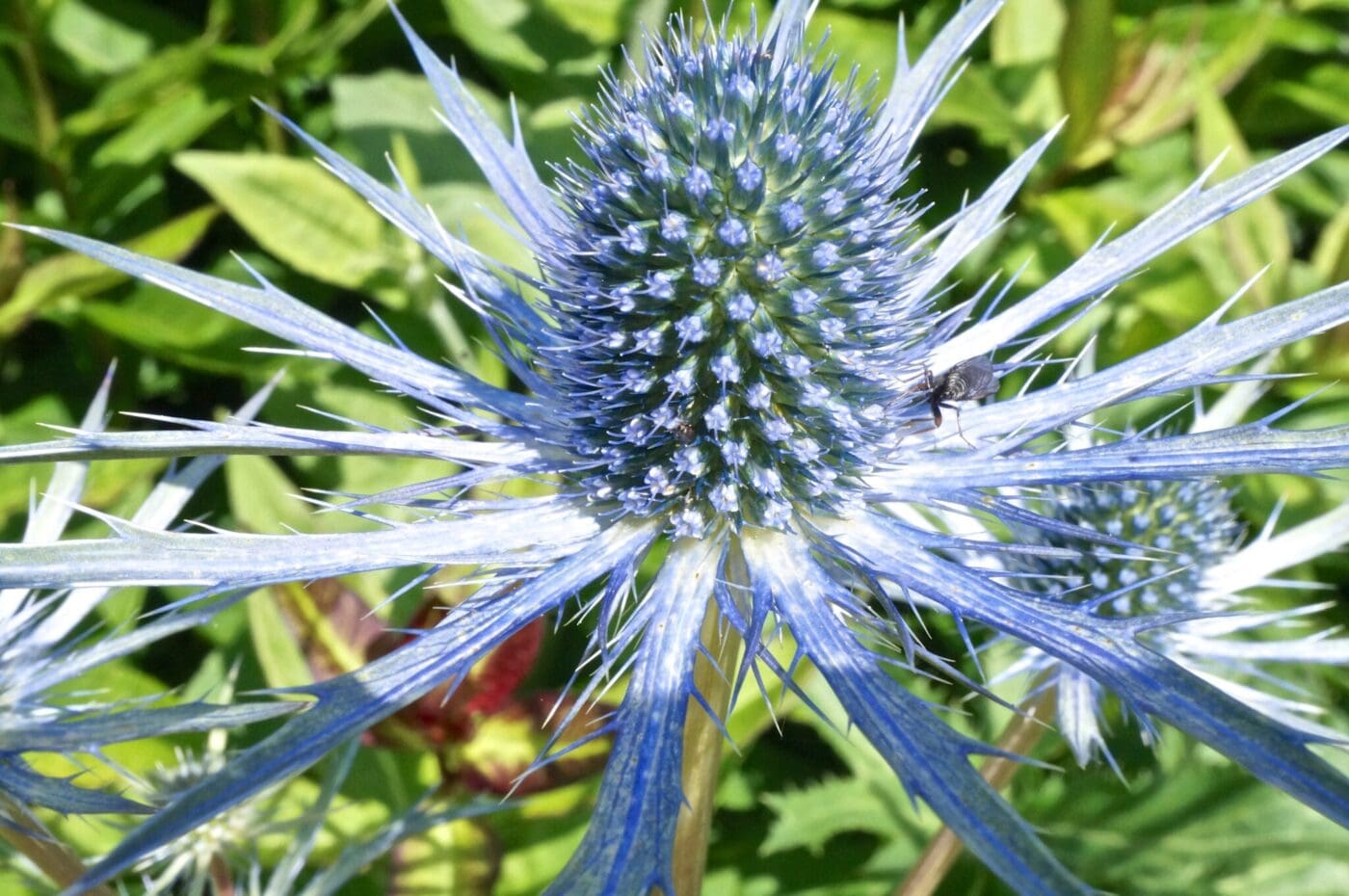 eryngium b1 Tree Guide UK