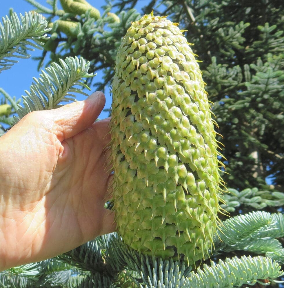 Spruce and Fir Tree Cones Tree Guide UK Spruce and Fir tree cones