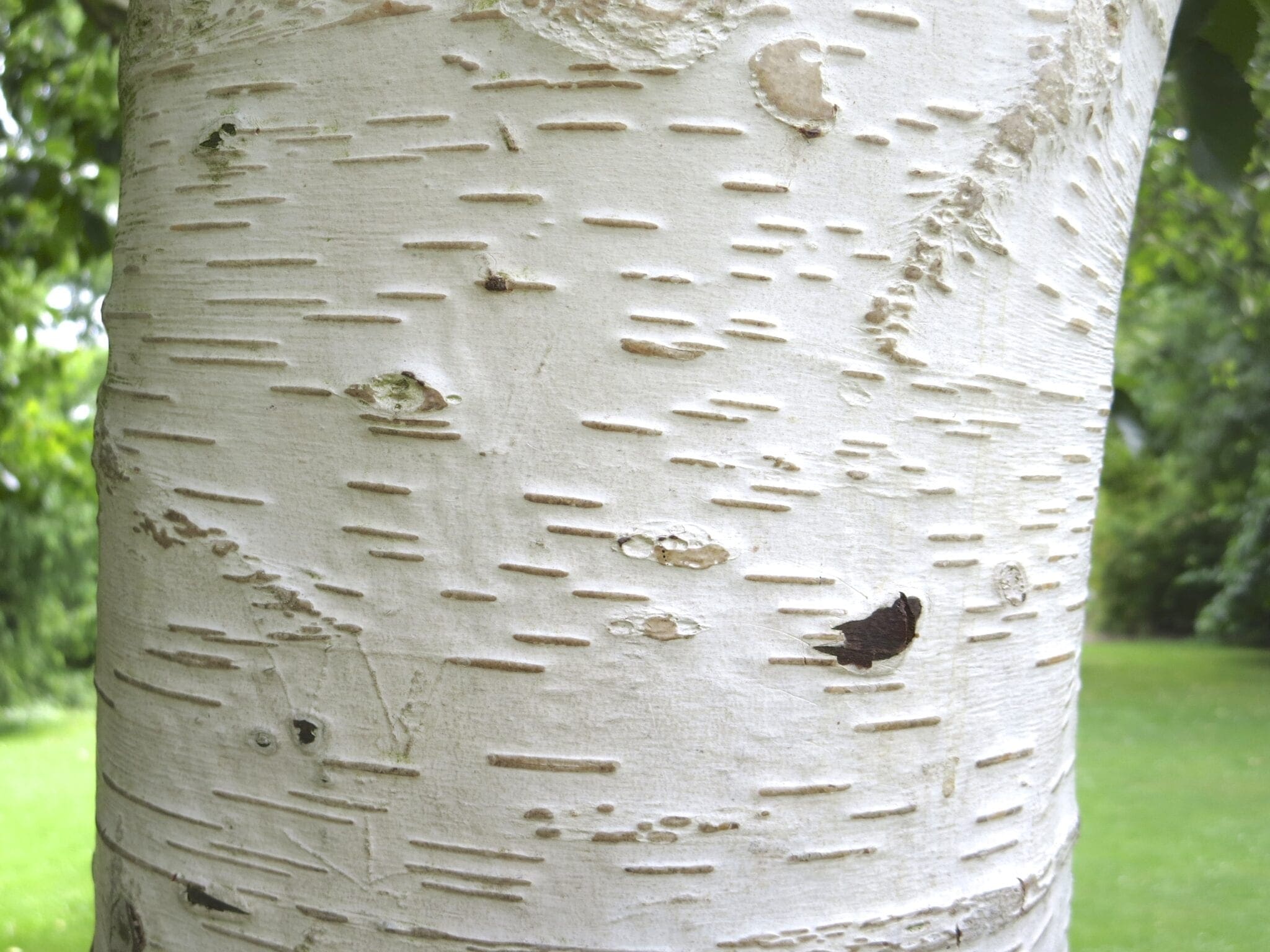 Birch Tree Bark Tree Guide UK Birch tree ID by bark
