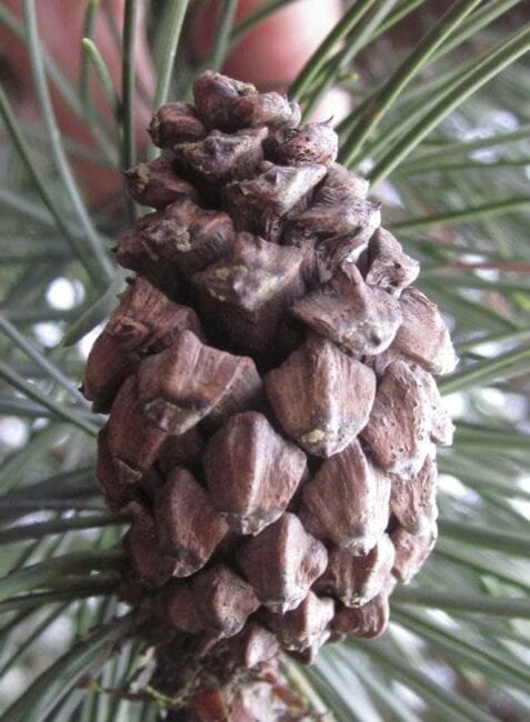 mountain pine cone