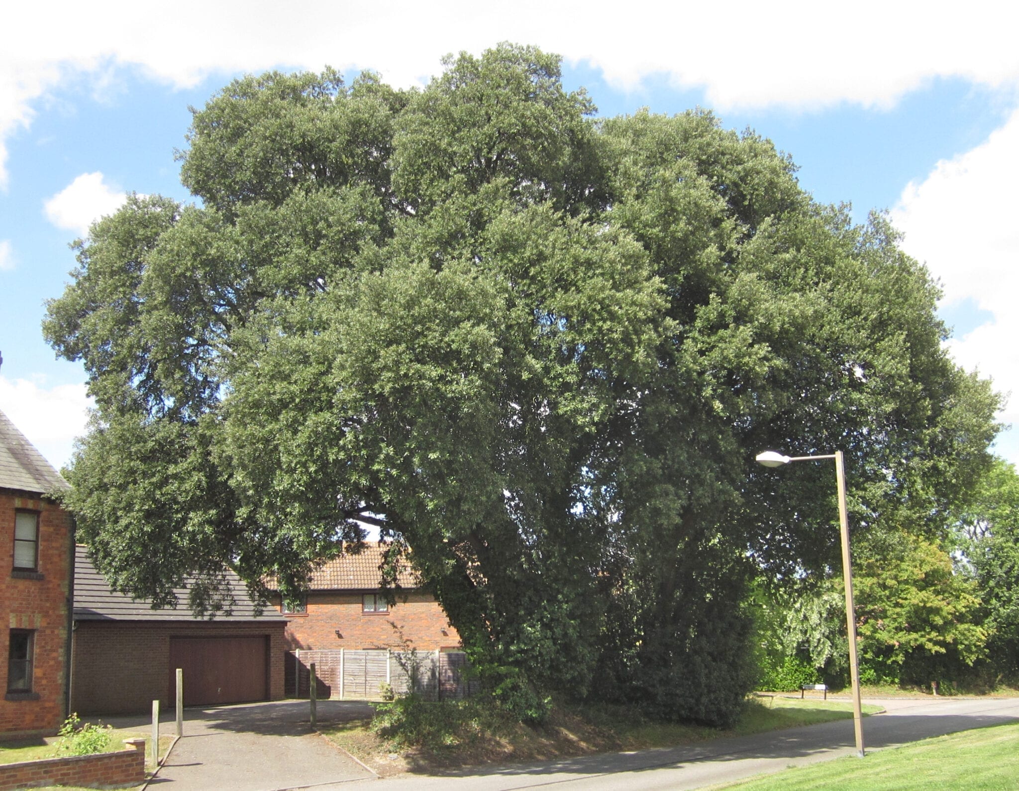 Holm Oak tree