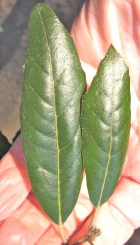 Holm oak leaves