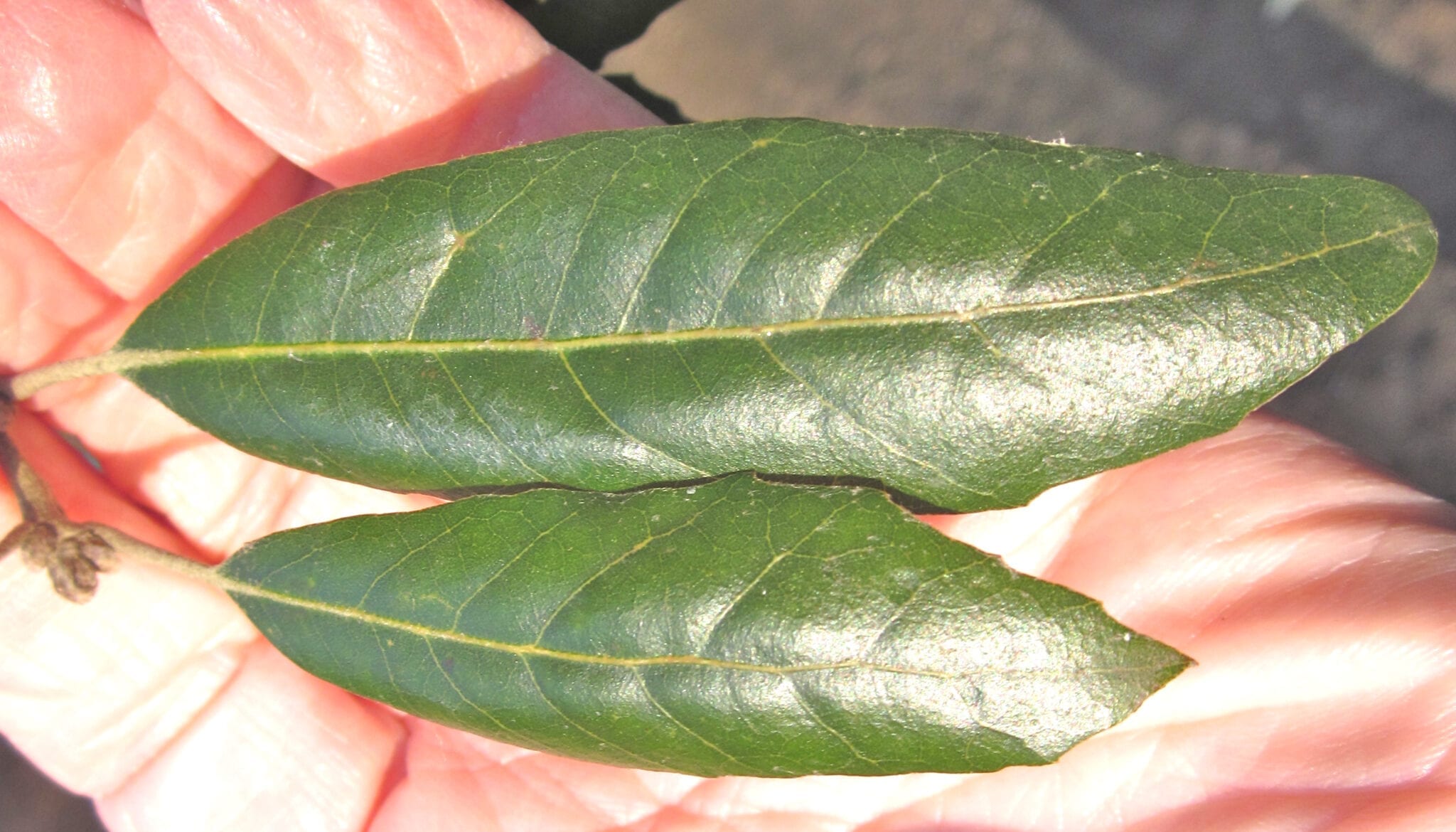 Holm Oak leaves