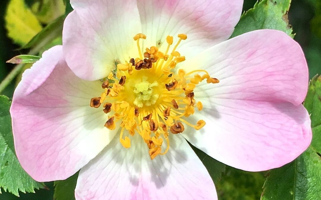 Dog Rose and Field Rose