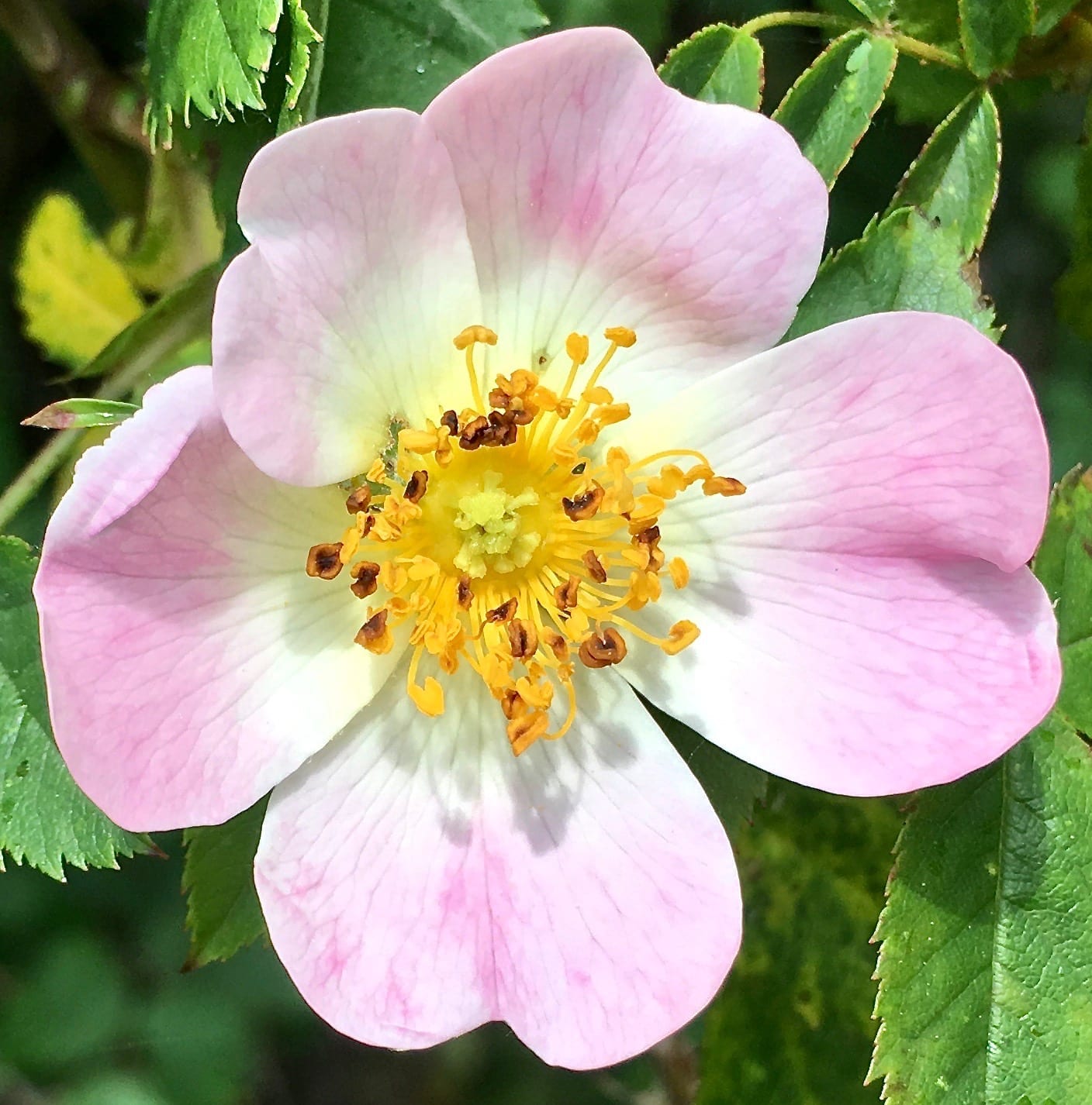 Dog Rose and Field Rose - Tree Guide UK Wild roses