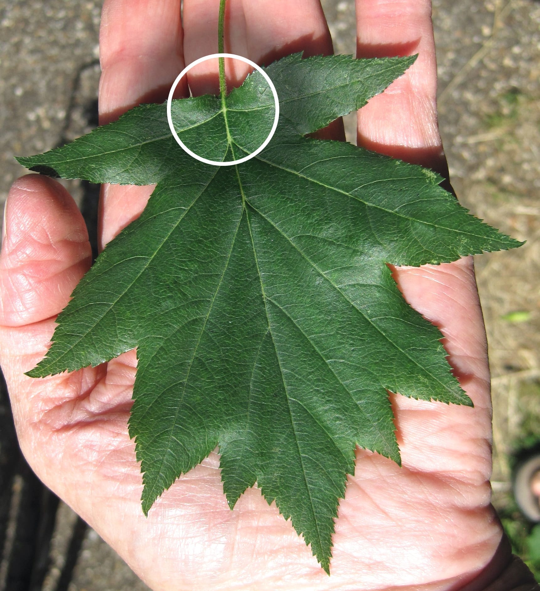Wild Service Tree lobed leaf