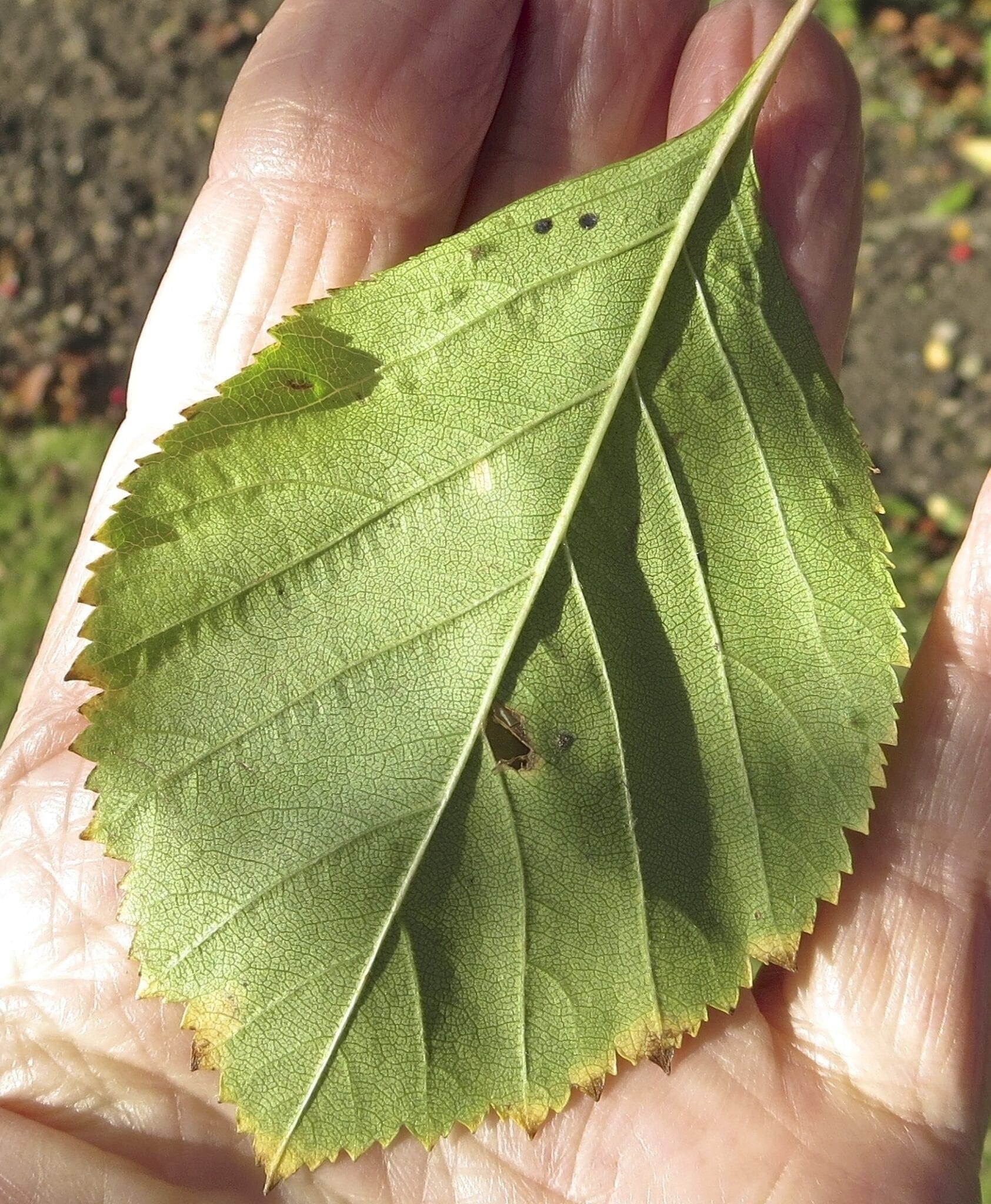 Leaf Ovaltoothed Tree Guide UK Tree ID by oval, toothedged leaf