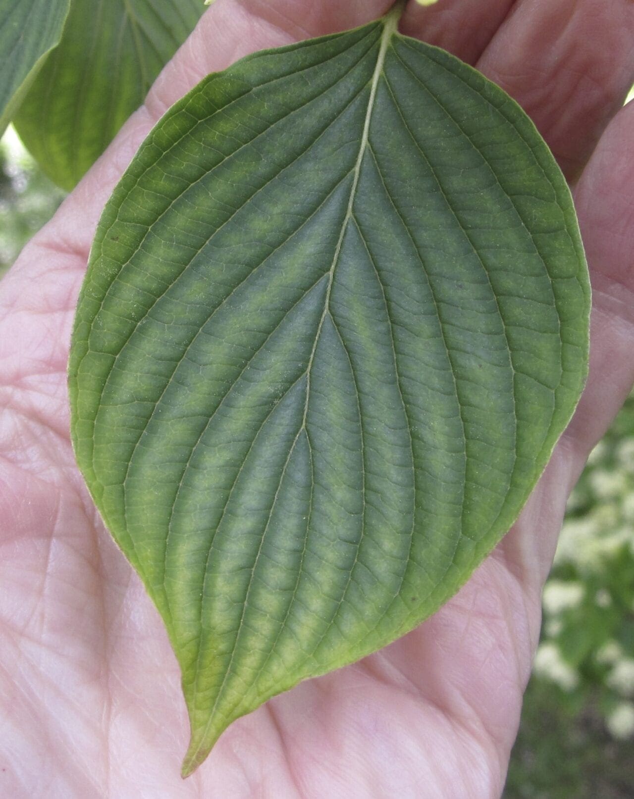 Leaf oval smooth Tree Guide UK Tree ID by oval smoothedged leaf