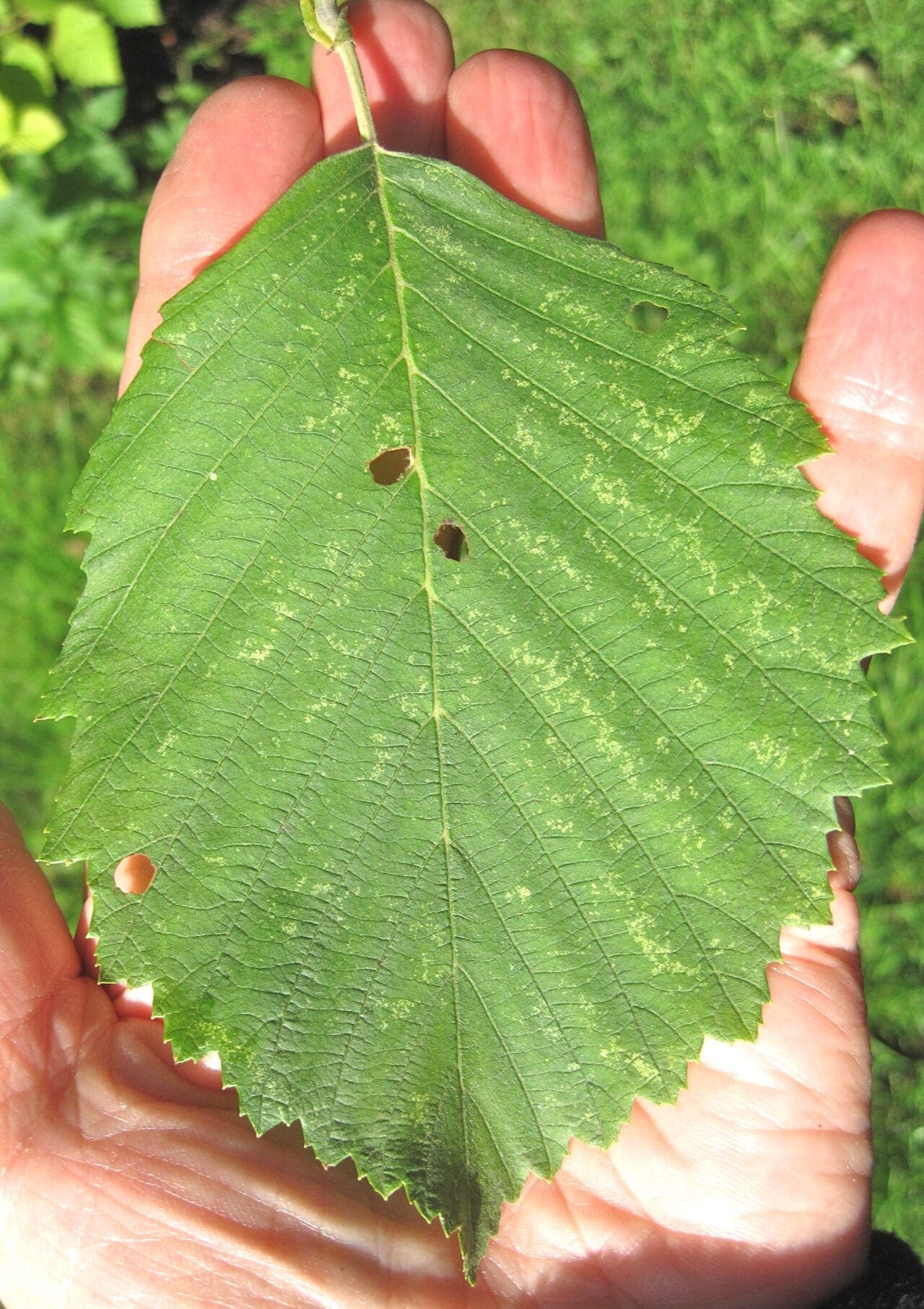 Leaf Ovaltoothed Tree Guide UK Tree ID by oval, toothedged leaf