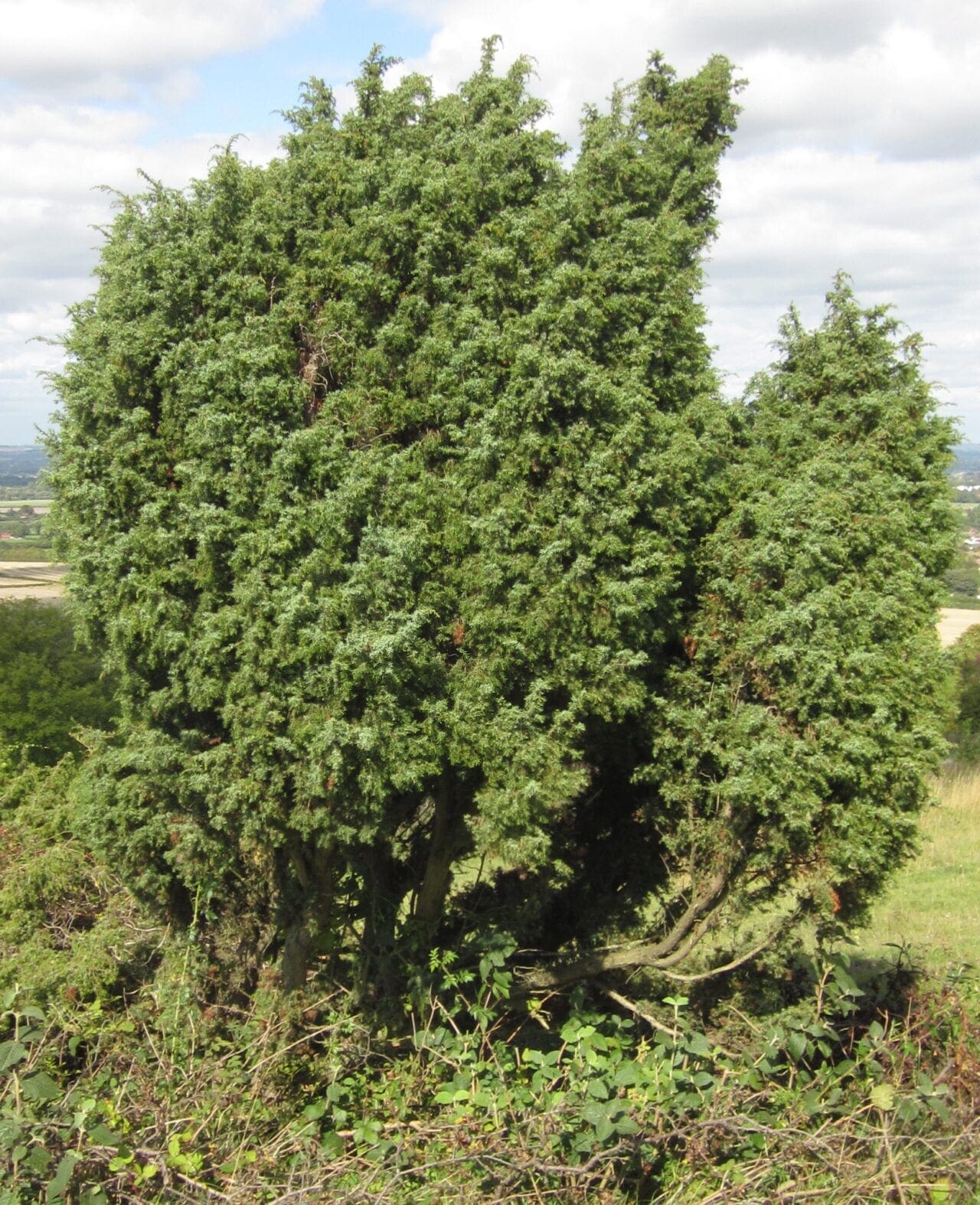 Juniper Tree Guide UK Common Juniper identification