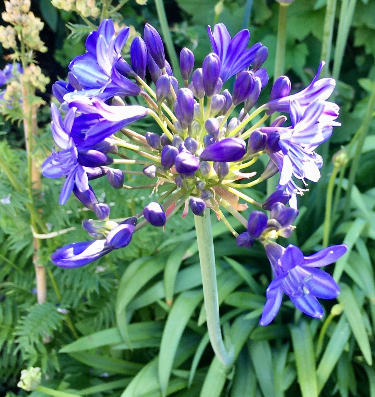 Flowers in July Tree Guide UK